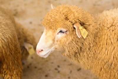 野生动物摄影的棕色的羊
